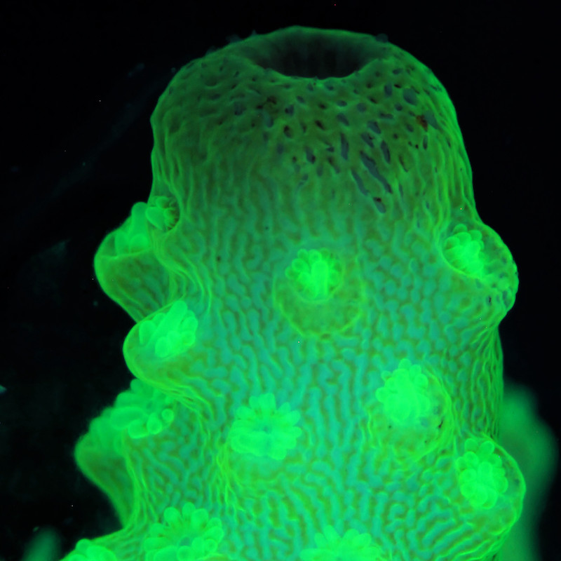A nice fluorescent coral